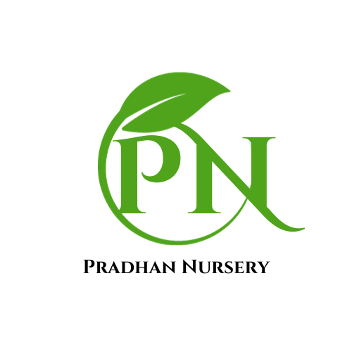 Pradhan Nursery 
